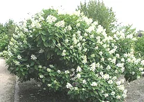 Hydrangea paniculata Tardiva