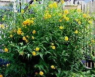 Kerria Japonica Yellow