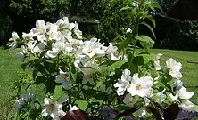 Philadelphus Mock Orange