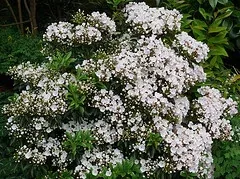 Kalmia latifolia 'Elf' by James Gaither