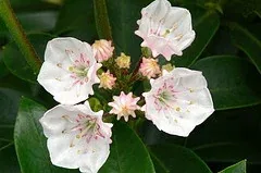 Kalmia 'Elf' blooms by James Gaither