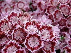 Kalmia 'Olympic Wedding' or 'Bullseye'