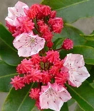Kalmia 'Olympic Fire' by James Gaither