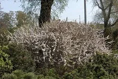 Prunus tomentosa 'Nanking Cherry'