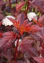 Physocarpus opulifolius 'Copperina' Ninebark
