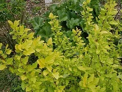 Physocarpus opulifolius 'Dart's Gold' Ninebark