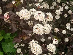 Physocarpus opulifolius 'Diabolo' Ninebark