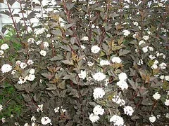 Physocarpus opulifolius 'Summer Wine' Ninebark