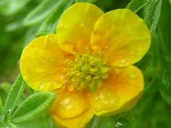 Potentilla fruticosa 'Mango Tango'