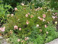 Potentilla fruticosa 'Pink Beauty'