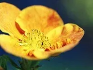 Potentulla fruticosa 'Sunset'