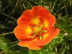 Potentilla fruticosa 'Sir William Rollinson'