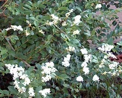 Ligustrum vulgare