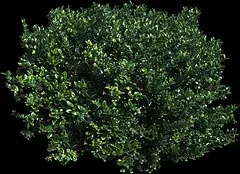 Japanese wax privet