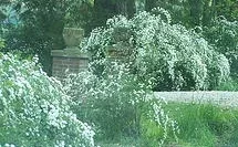 Privet, large flowering
