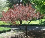 Purple Leaf Plum pruned to tree form