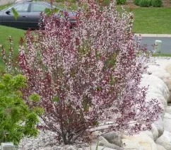 'Purpleleaf Sand Cherry'