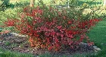 Flowering Quince Shrub