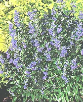 Caryopteris Bluebeard1