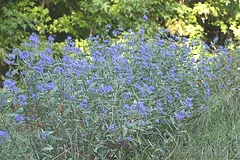 Caryopteris Longwood Blue