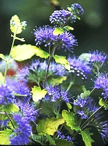 Caryopteris Sunshine Blue