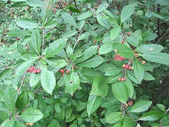 Aronia melanocarpa Atumn Magic