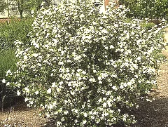Aronia melanocarpa elata Black Chokeberry
