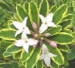 daphne burwoodi carol mackie blooms