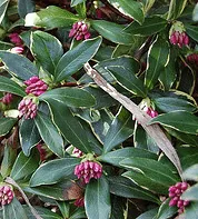 Daphne aureomarginata by David Winship