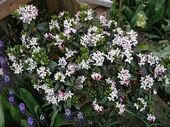 Daphne retusa