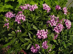 Daphne susannae Lawrence Crocker