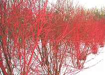 Red twig Dogwood