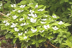 Cornus canadensis Bunchberry