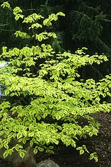 Golden Shadows Pagoda Dogwood