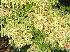 Cornus Eligantissima fall color