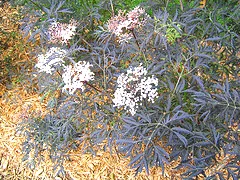 Black Lace Elderberry