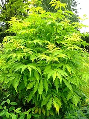 Sutherland Gold Elderberry