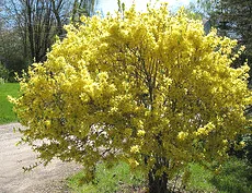 Forsythia