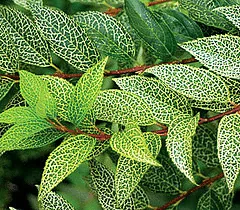 Forsythia Kumson