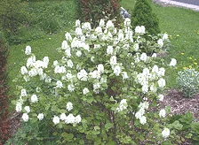 Fothergilla gardenia