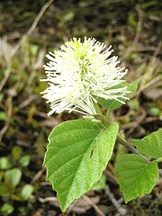 Fothergilla 'Mount Airy' with a white bottlebrush flower and rounded green leaves
