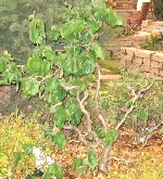 Harry Lauder s Walking Stick