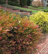 Heavenly Bamboo Nandina