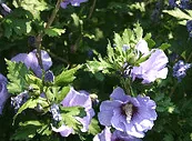 Hibiscus Bluebird