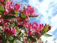 Honeyrose Honeysuckle