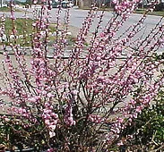 Flowering Almond Bush Prunus triloba