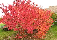 Amur Maple Acer ginnala