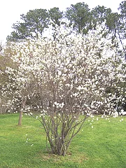 Amelanchier cnadensis Shadbush
