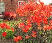 Rhododendron Mandarin Lights Azalea