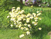 Rhododenron Northern Hi Lights Azalea